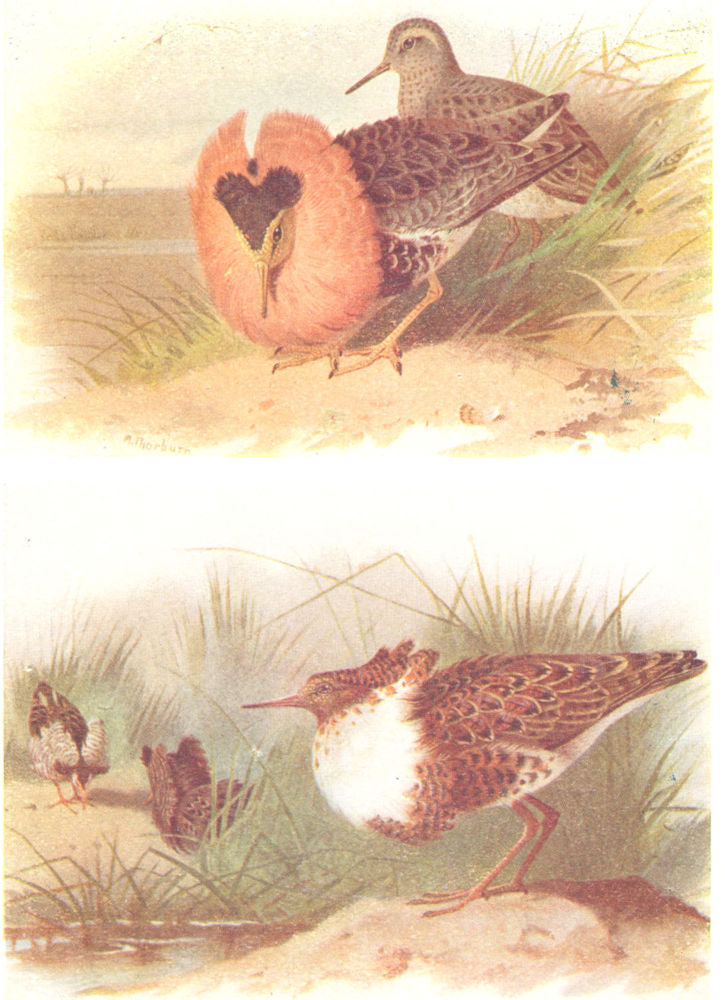 BRITISH BIRDS. Ruffs and Reeve. THORBURN 1925 old vintage print picture